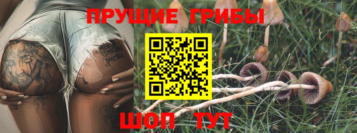 Сосновоборск  сколько стоит  Псилоцибиновые грибы GOLDEN TEACHER  Вход с VPN  Псилоцибиновые грибы ЛСД 